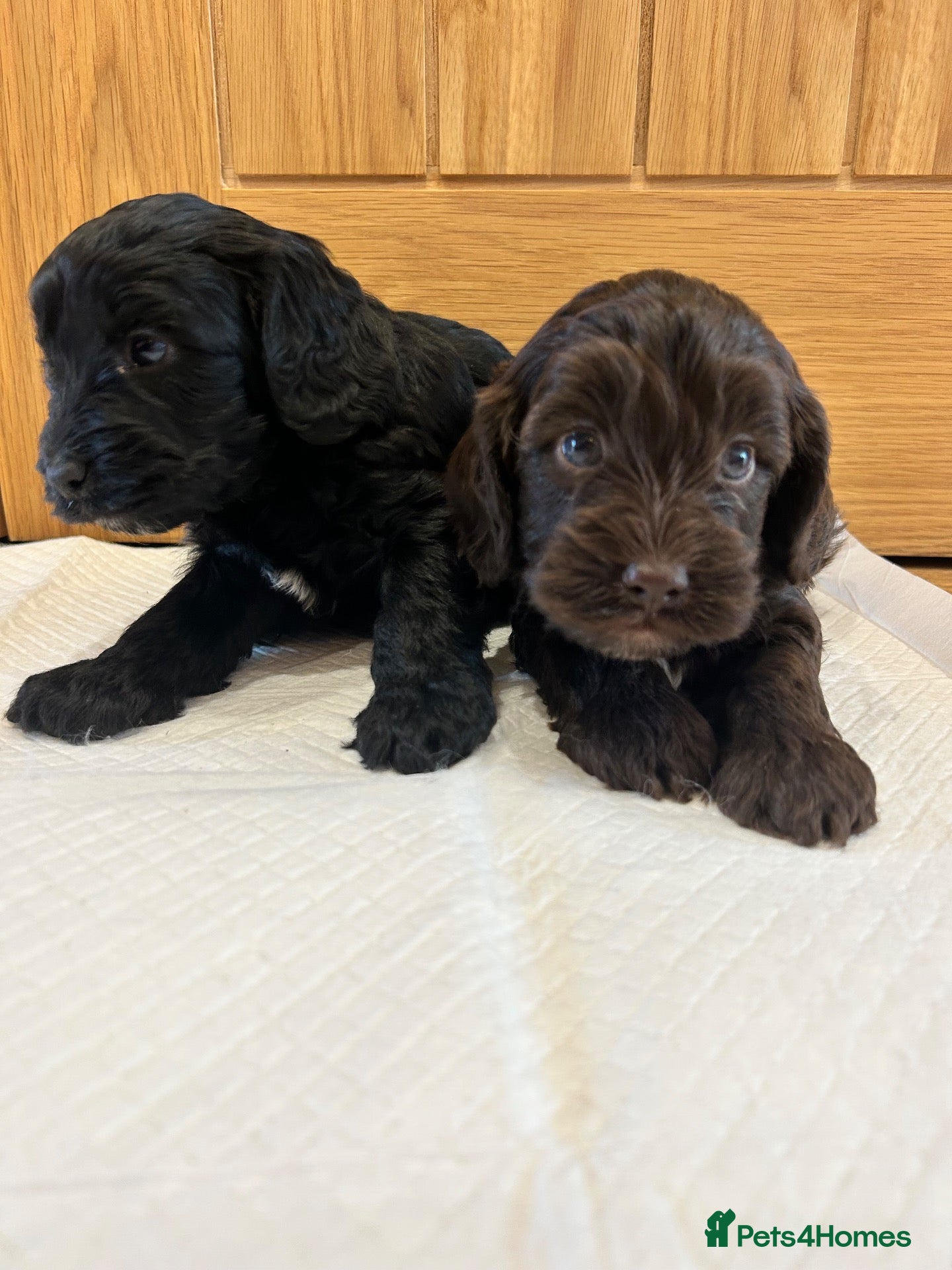 Cockapoo dogs F1 Toy Cockapoo Puppies - Advert 1