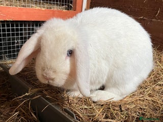 Lionhead rabbits - Advert 7