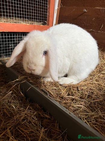 Lionhead rabbits - Advert 10