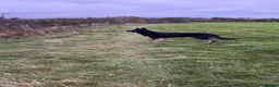 German Shepherd dogs for stud: STUD  in Cockermouth - Advert 2