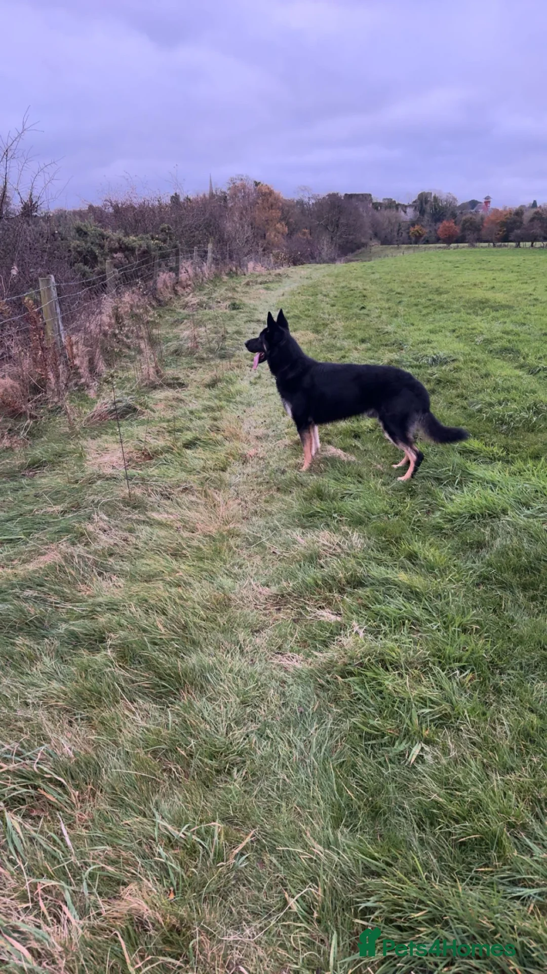 German Shepherd dogs for stud: STUD  in Cockermouth - Advert 2