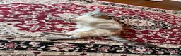 Mixed Breed cats for sale: Neutered male cat  - Advert 3
