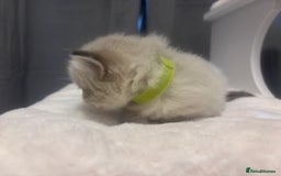 Ragdoll cats for sale: Gorgeous pedigree Ragdoll kittens  - Image 27