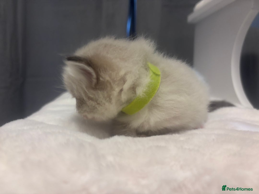 Ragdoll cats for sale: Gorgeous pedigree Ragdoll kittens  - Image 27