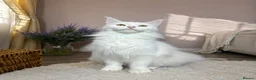 Maine Coon cats for sale: Pedigree Maine Coon Kittens 🌺 Champion Bloodlines - Advert 20