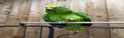 Parrots birds for sale: Yellow crowned amazon - Advert 6
