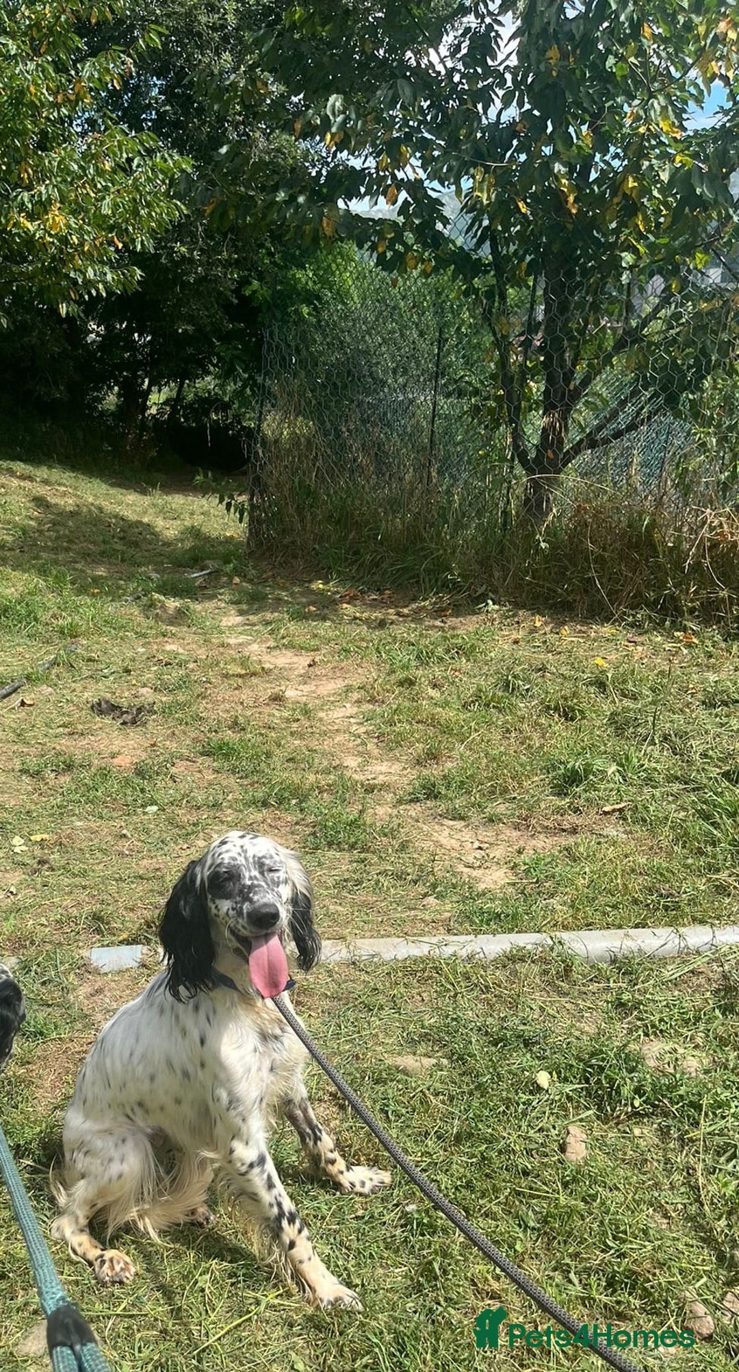 English Setter dogs for adoption: Floss - Image 7