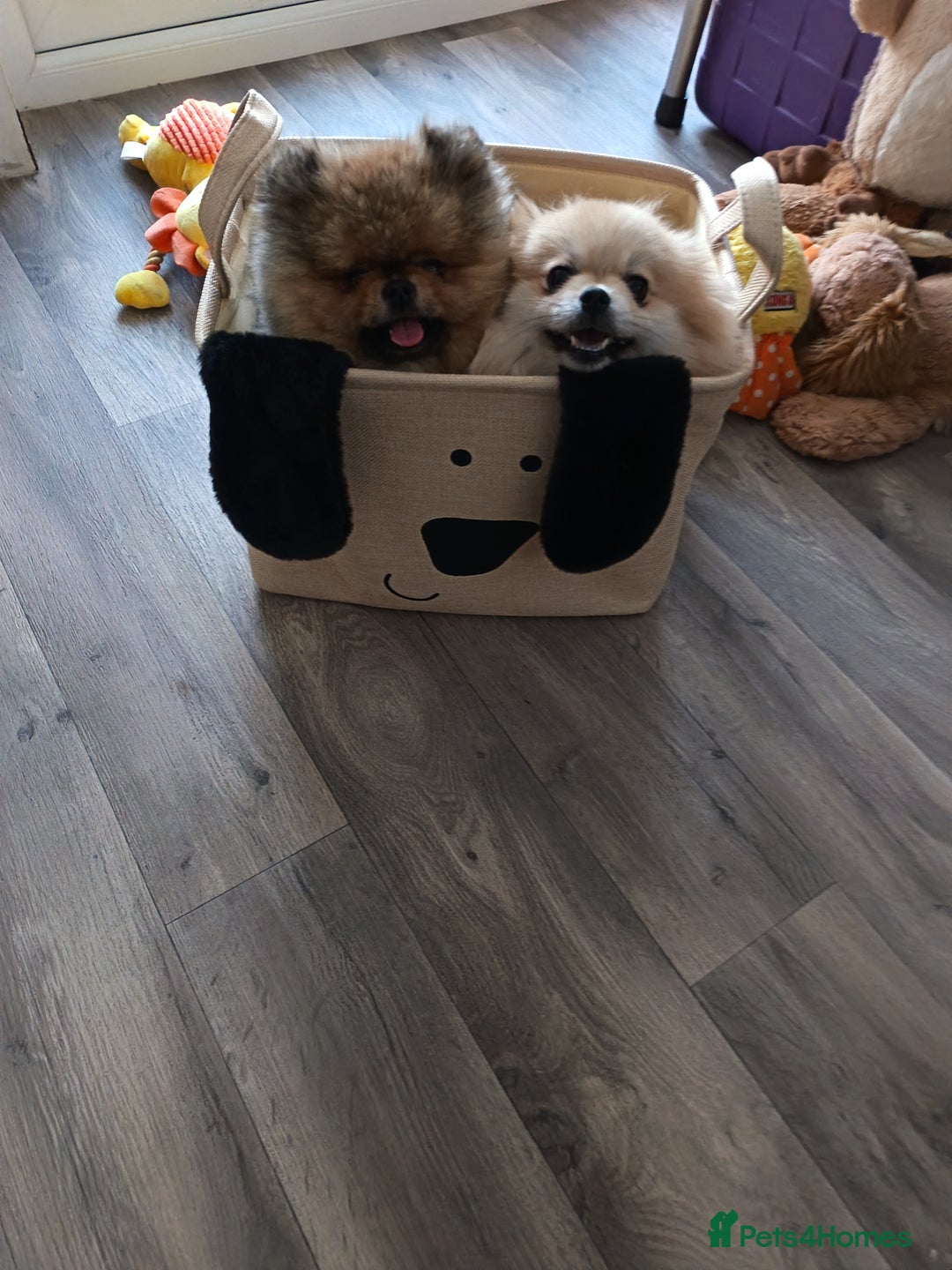 Pomeranian dogs for sale: 2 POMERANIAN PUPPIES FOR SALE - 1 girl and 1 boy - Advert 19