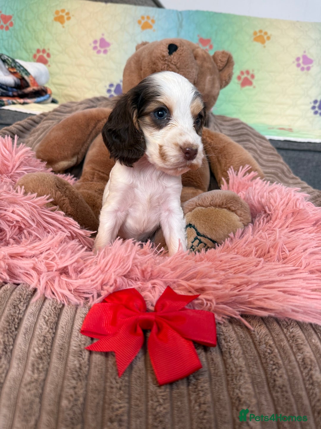 Cocker Spaniel dogs for sale: Beautiful cocker spaniels DNA clear  - Image 7