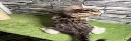 Bengal cats for sale: 5 beautiful girl bengal cross breed 🩷 - Advert 27