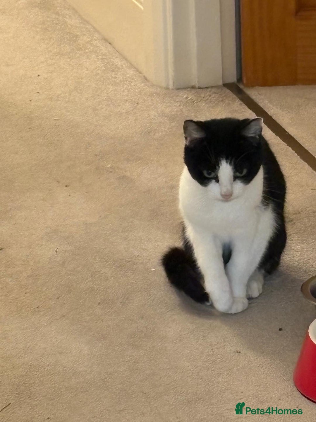 British Shorthair cats for sale: New home required - Advert 4