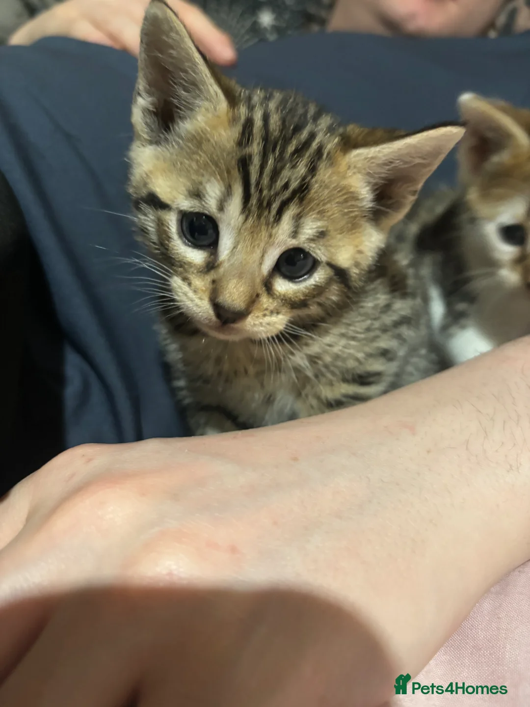 Bengal cats for sale: Half bengal for sale  - Advert 2