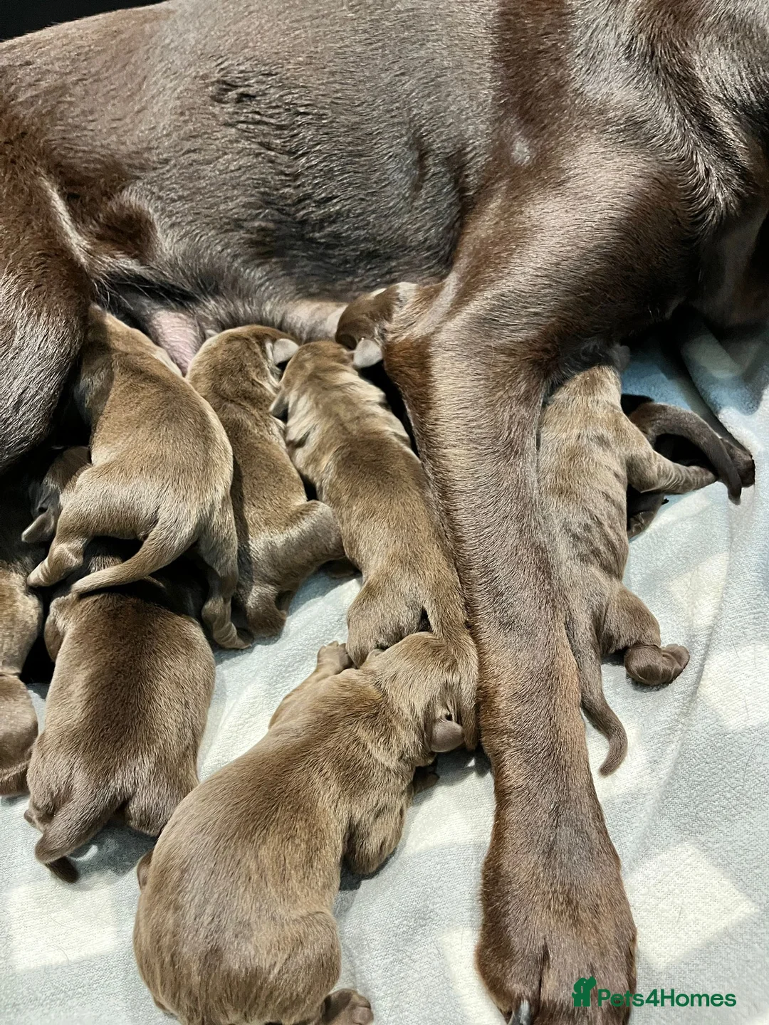 Labrador Retriever dogs for sale: Extensively Health Tested Chocolates  - Advert 3