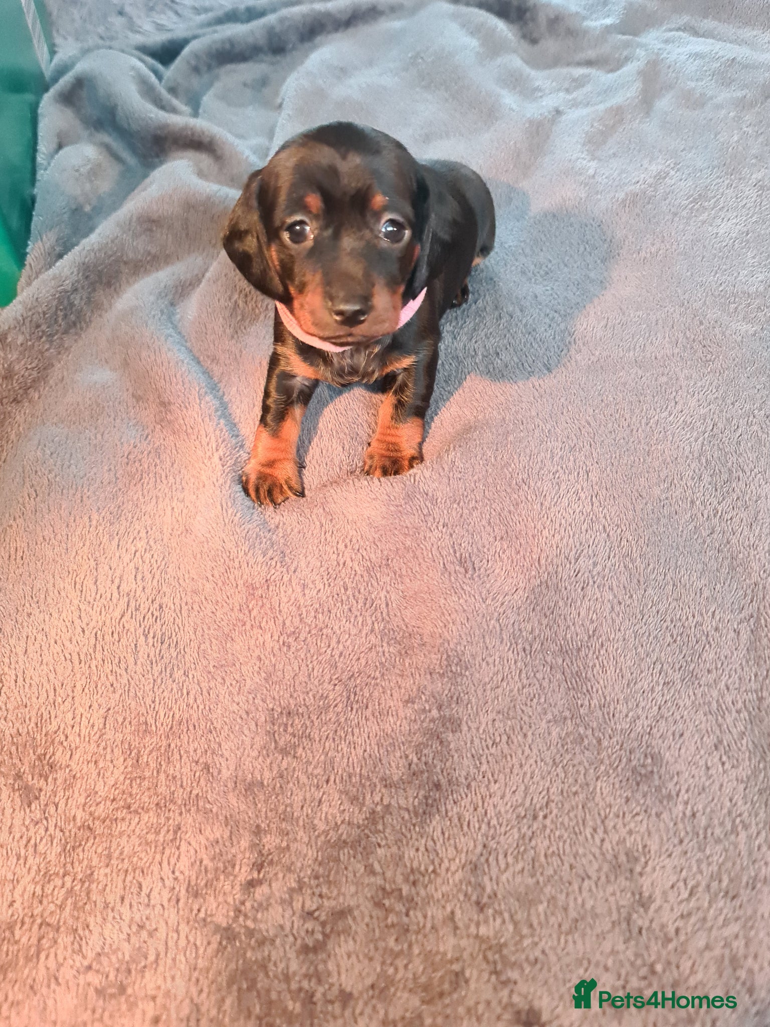 Miniature Dachshund dogs KC Registered Miniature Dachshund Puppies  - Advert 14