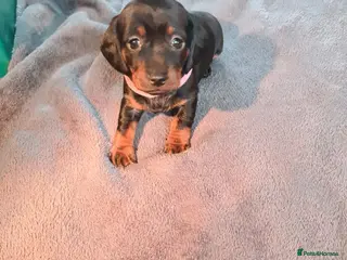 Miniature Dachshund dogs KC Registered Miniature Dachshund Puppies - Advert 14