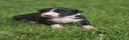 Mixed Breed dogs for sale: Lurcher puppies - Advert 16