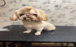 Shih Tzu dogs for sale: Exceptional pedigree litter ready NOW  - Image 5