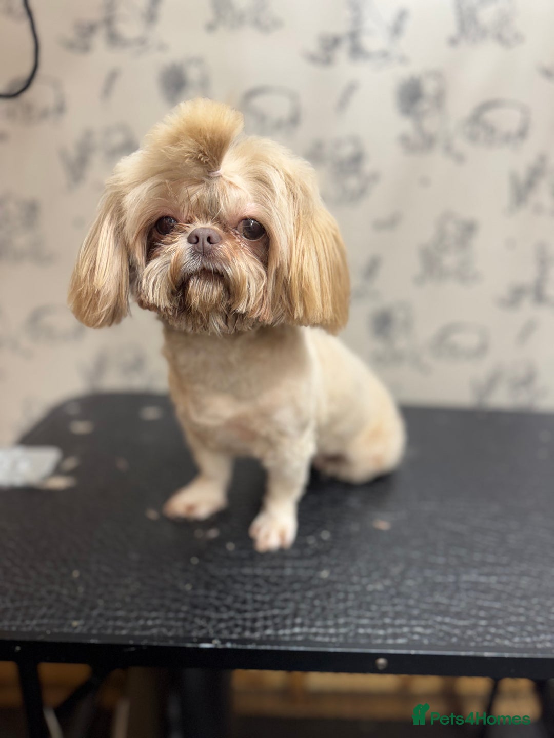 Shih Tzu dogs for sale: Exceptional pedigree litter ready NOW  - Image 5