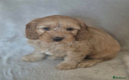 Cockapoo dogs for sale: Cockapoo puppies - Image 6