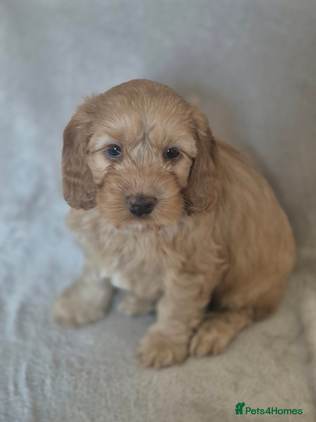 Cockapoo dogs for sale: Cockapoo puppies - Image 6