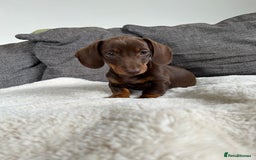 Miniature Dachshund dogs for sale:   🐾READY NOW🐾 | ONLY 1 BOY LEFT - Image 5