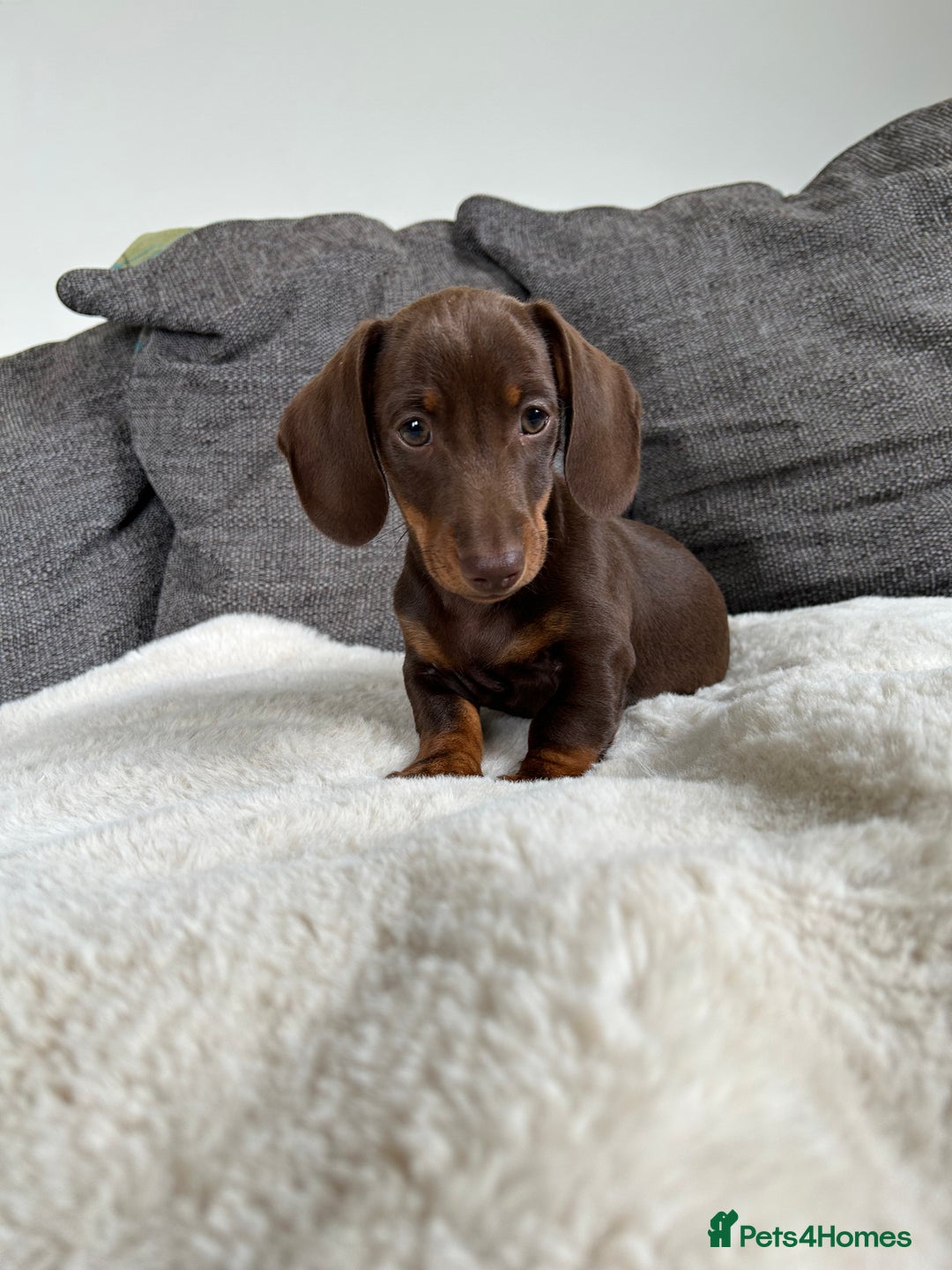 Miniature Dachshund dogs for sale:   🐾READY NOW🐾 | ONLY 1 BOY LEFT - Image 5