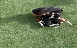 Cavalier King Charles Spaniel dogs for sale: Cavalier puppies  - Image 12