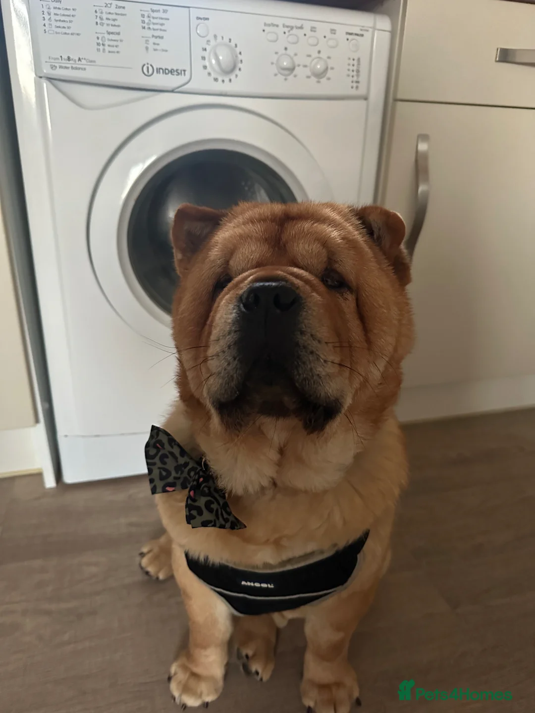 Chow Chow dogs for sale: chow chow  in Cambridge - Advert 2