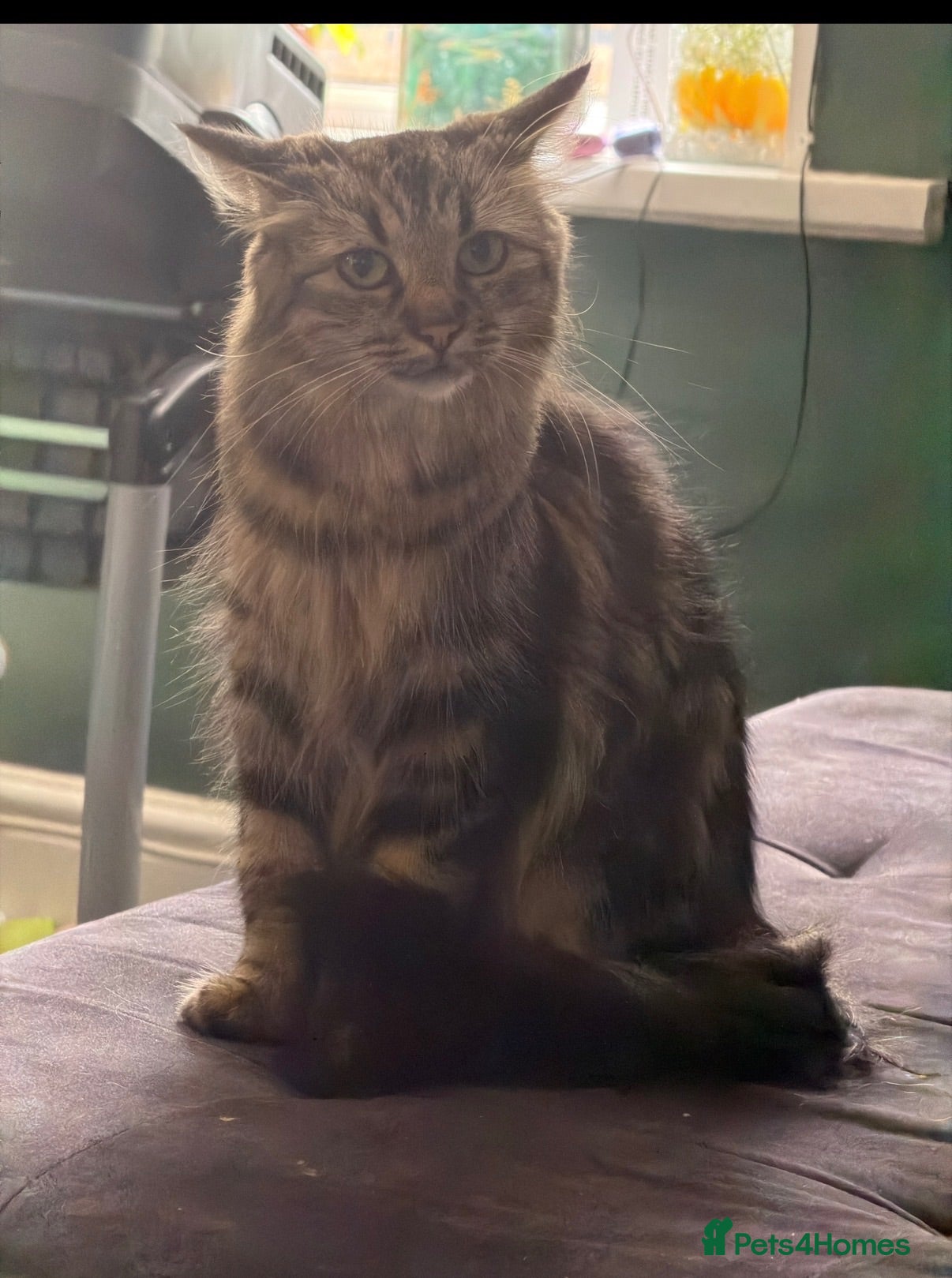 Mixed Breed cats Female cat needs rehoming - Advert 4
