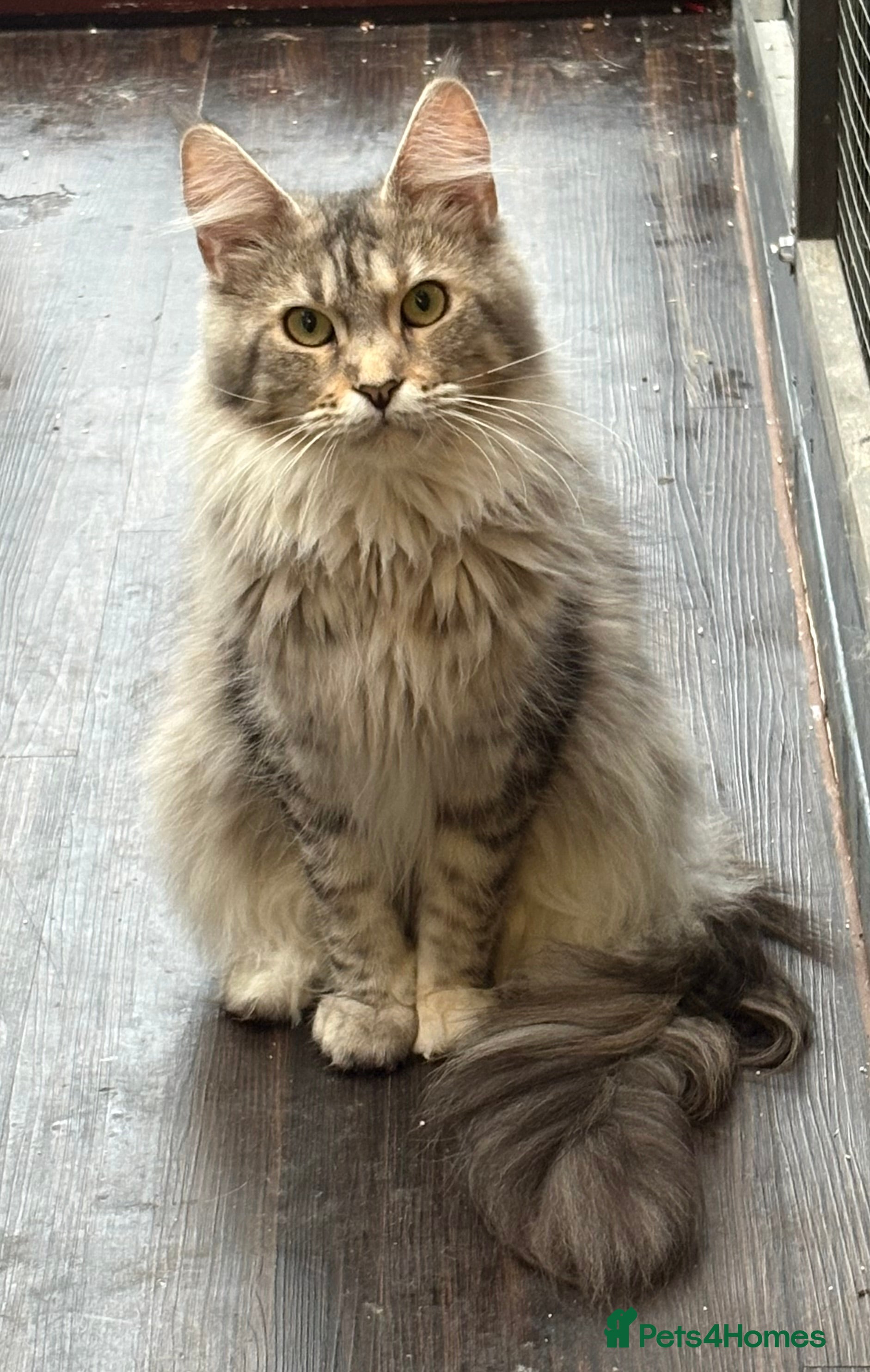 Maine Coon cats Maincoon female GCCF reg 15  months - Advert 8