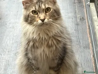 Maine Coon cats Maincoon female GCCF reg 15 months - Advert 8