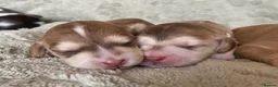 Cockapoo dogs for sale: 7 GORGEOUS COCKAPOO PUPPIES - Advert 10