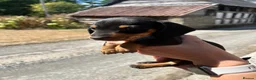 Miniature Dachshund dogs for sale: Miniature Dachshund Puppies - Advert 20