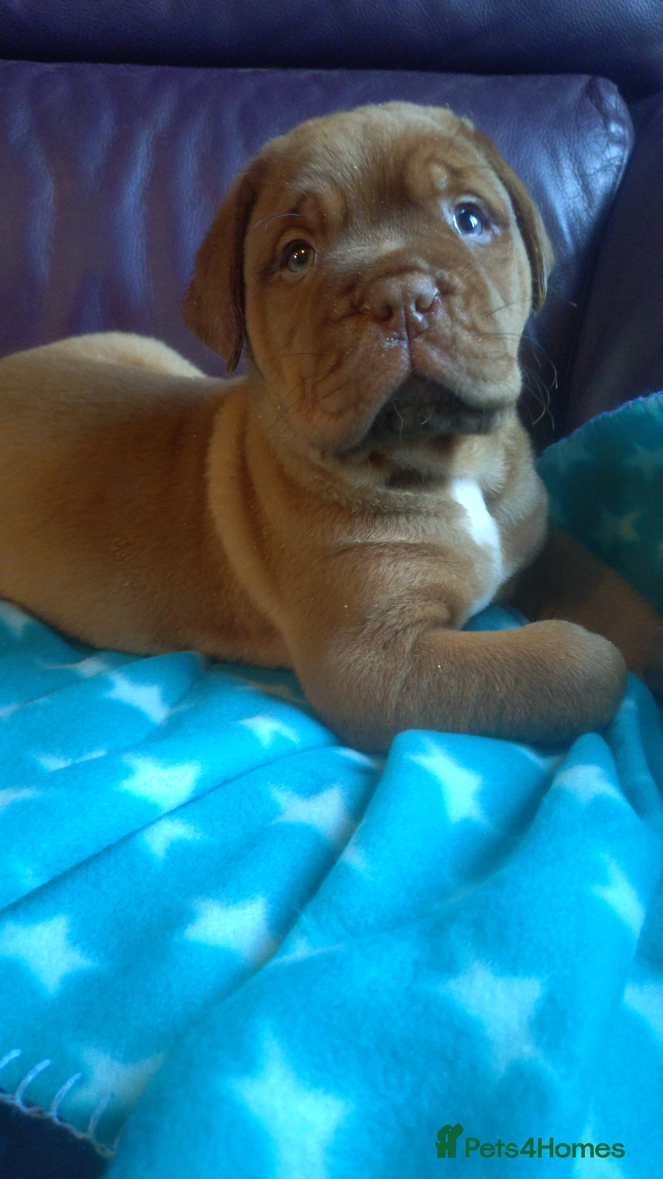 Dogue De Bordeaux dogs Dogue de Bordeaux pups - Advert 1