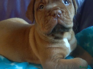Dogue De Bordeaux dogs Dogue de Bordeaux pups - Advert 3