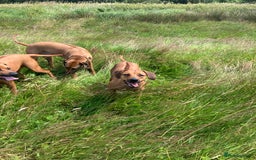 Rhodesian Ridgeback dogs for sale: Rhodesian ridgebacks for sale - Image 11