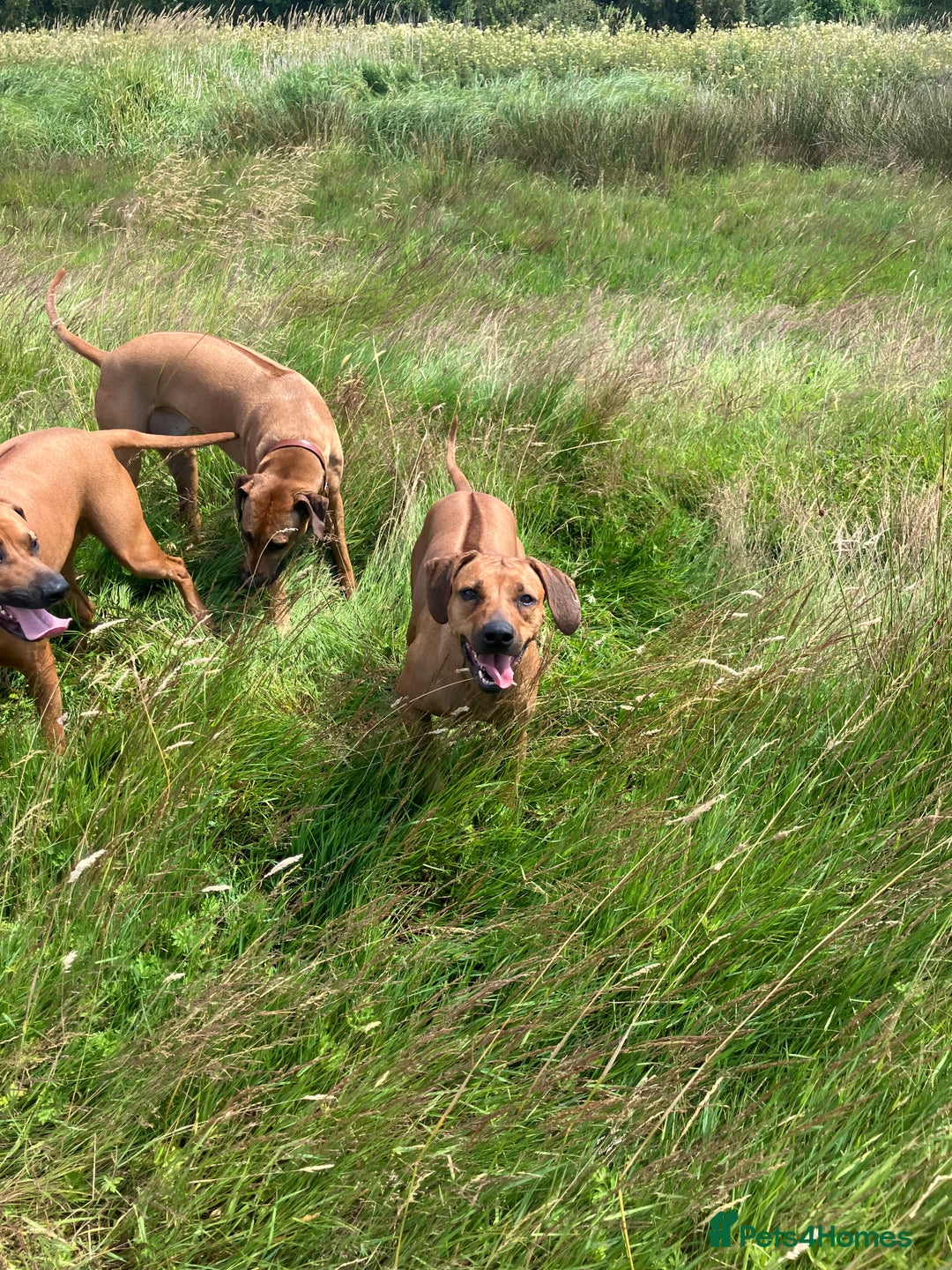 Rhodesian Ridgeback dogs for sale: Rhodesian ridgebacks for sale - Image 11