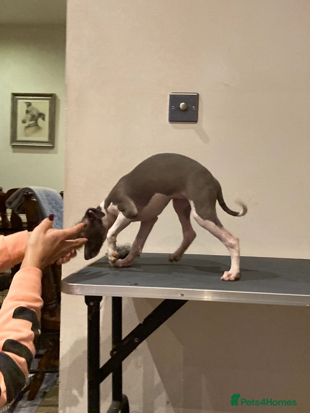 Italian Greyhound dogs for sale: Kennel club registered Italian greyhound puppies - Advert 5