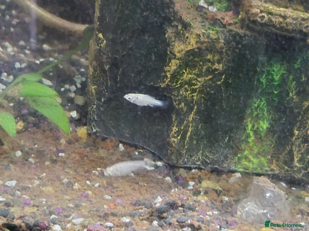 Mollies fish for sale: Dalmatian molly fry  - Advert 2