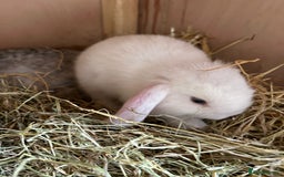 Mini Lop rabbits for sale: Beautiful mini lops bunnies,  various colours  - Image 4