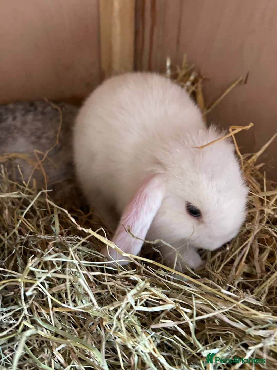 Mini Lop rabbits for sale: Beautiful mini lops bunnies,  various colours  - Image 4