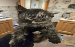 British Shorthair cats for sale: Beautifully marked kittens.  - Image 9
