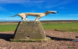 Lurcher dogs for stud: Bedlington x greyhound stud proven  - Advert 6