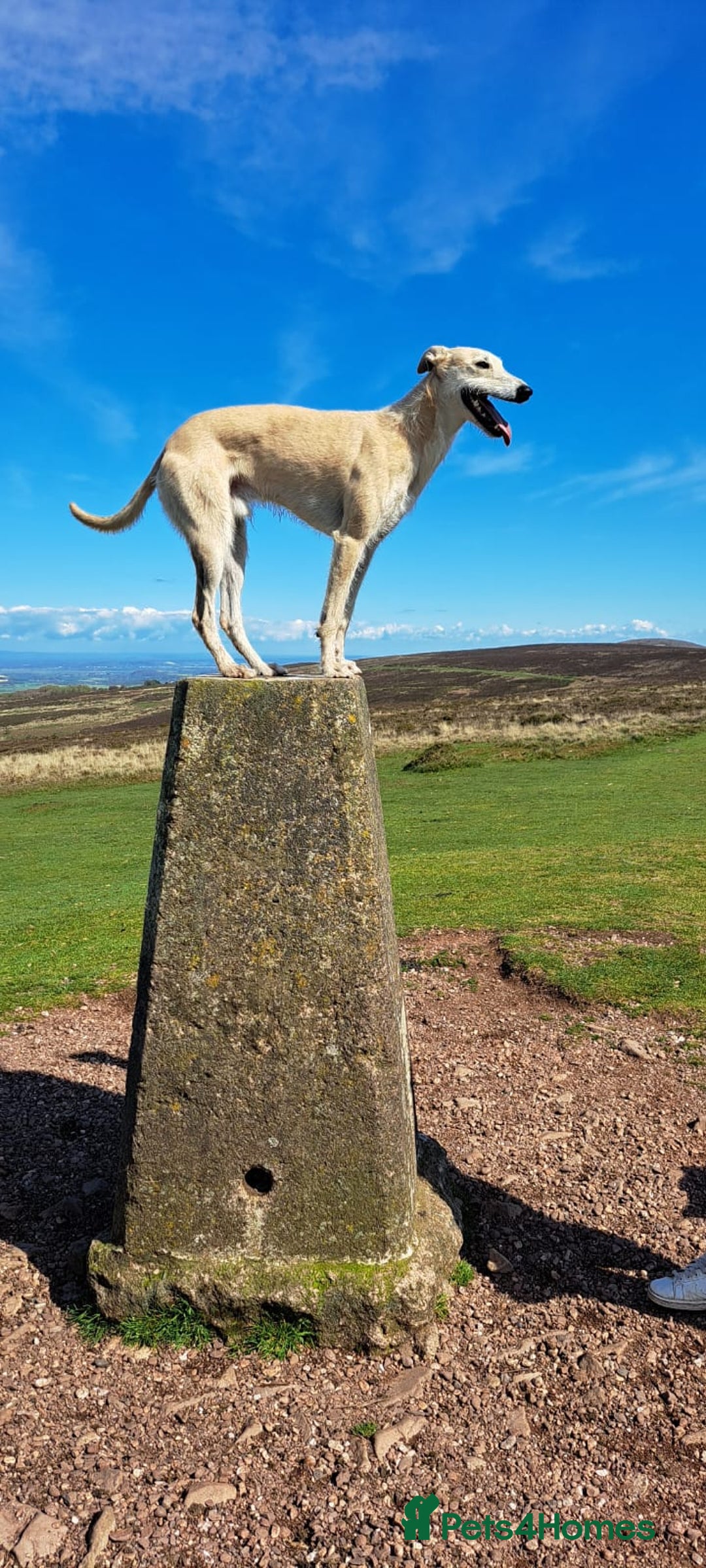 Lurcher dogs for stud: Bedlington x greyhound stud proven  - Advert 6