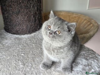 British Shorthair cats - Advert 10