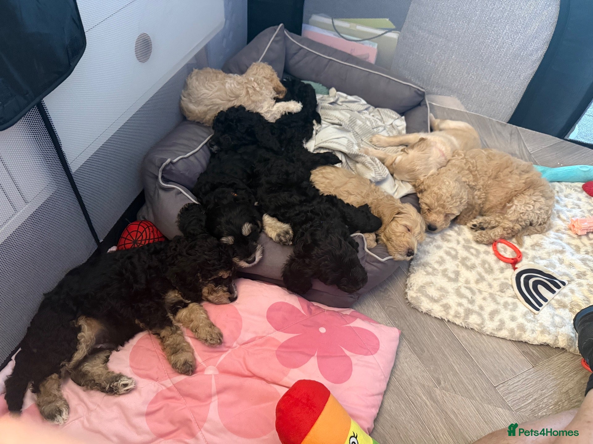 Cockapoo dogs Cockapoo’s. ready to leave in 6 days 🙂 - Advert 2