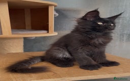 Maine Coon cats for sale: XL maine coon kittens Russia bloodlines Ready Now in Spalding - Image 11
