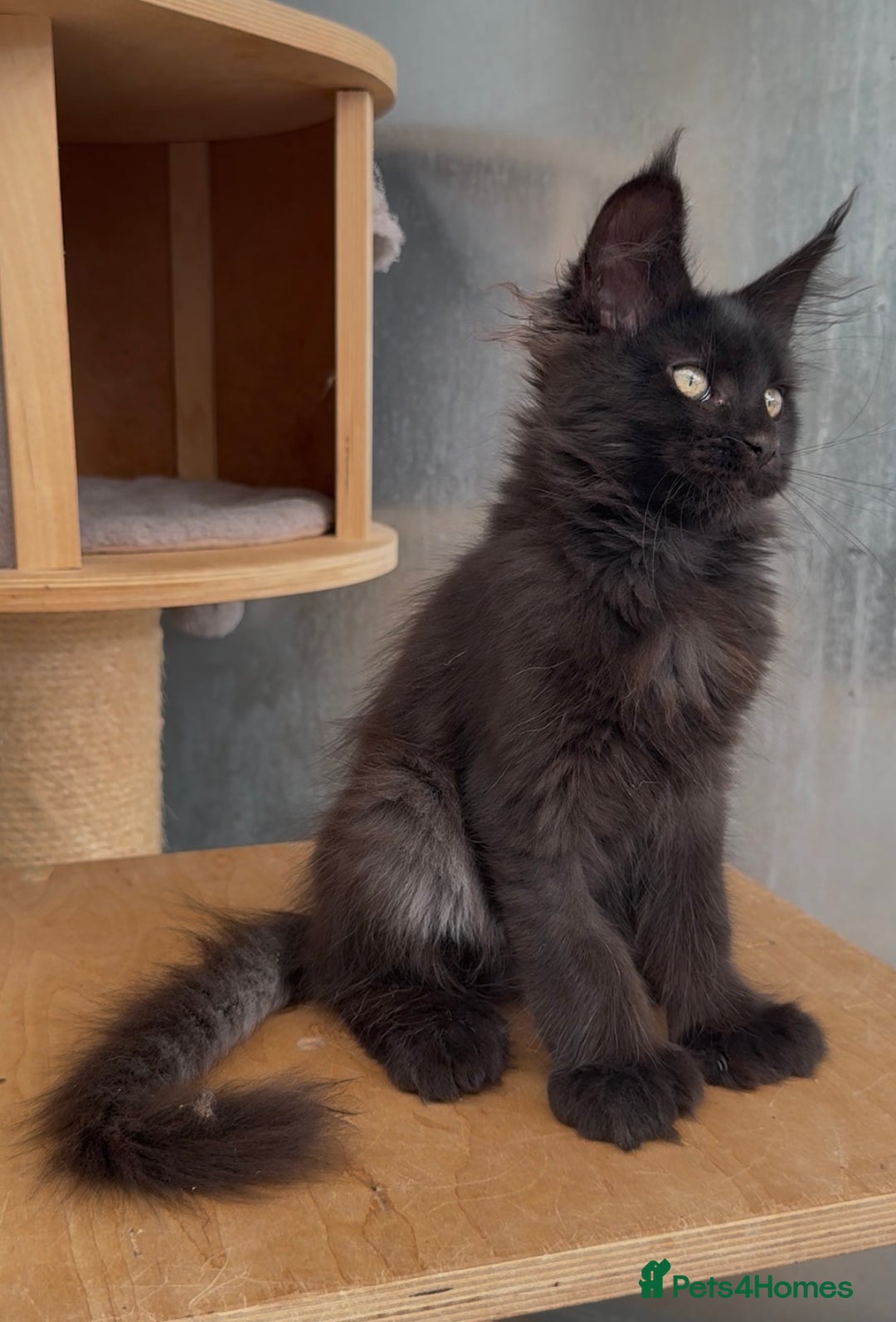 Maine Coon cats for sale: XL maine coon kittens Russia bloodlines Ready Now in Spalding - Image 11