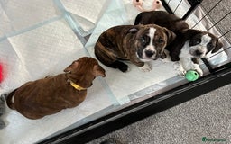 Mixed Breed dogs for sale: American Bulldog cross - Image 6