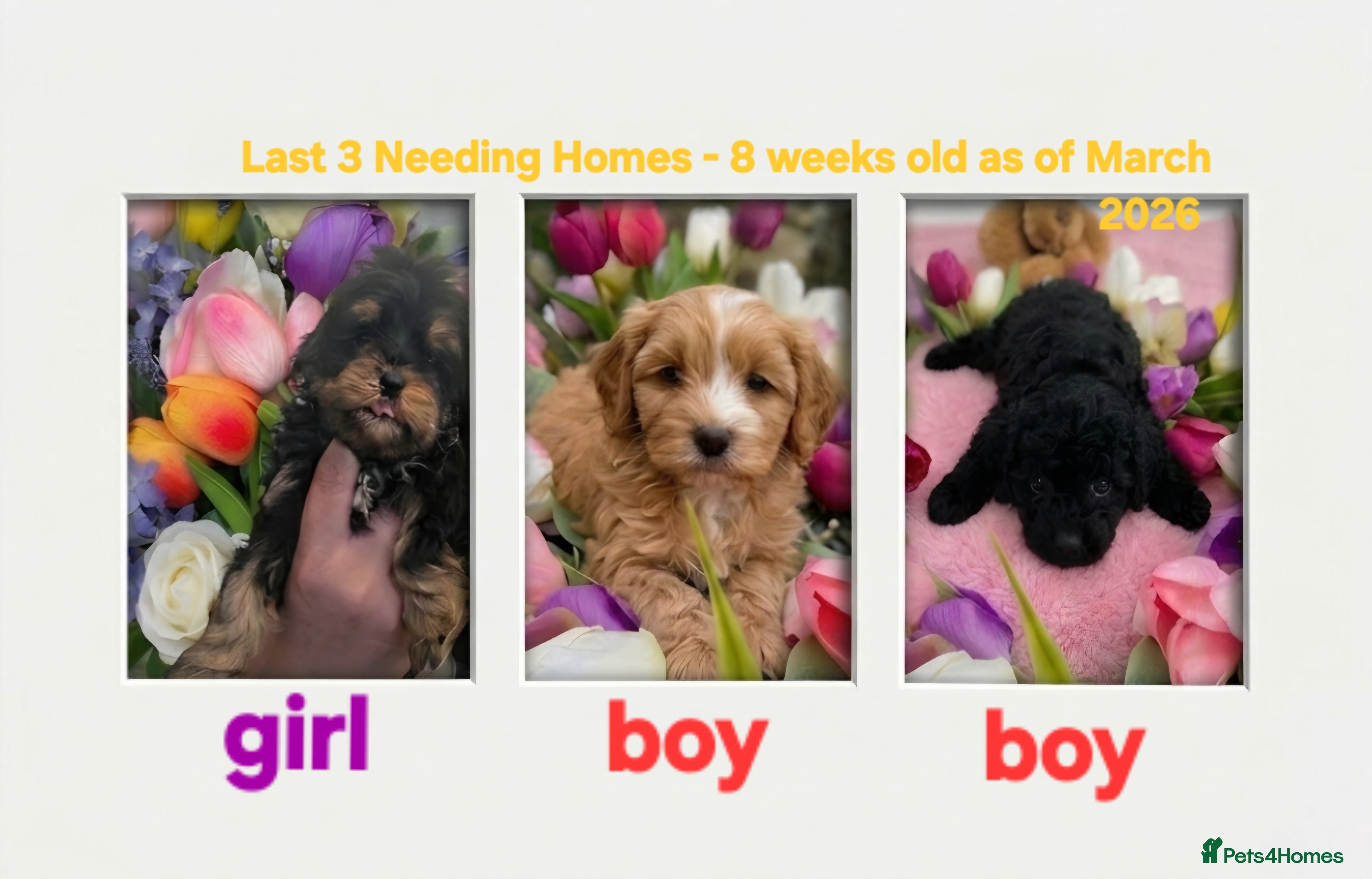 Cockapoo dogs Cockapoo puppies - Advert 12